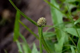 Image result for Kyllinga appendiculata