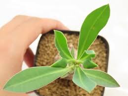 Image result for Euphorbia platycephala