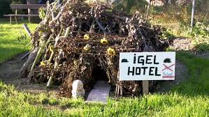 Igeln Mit Futter Und Einem Winterquartier Helfen Ndr De Ratgeber Garten