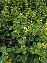 Image result for Lamium galeobdolon