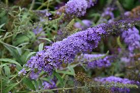 Image result for buddleia davidii