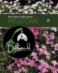 Image result for Eulophia clitellifera