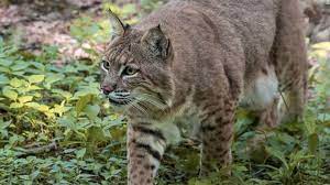 The wild animal targeted a group of the attack took place at 8.30am on thursday morning, just half an hour after the bobcat attacked a horse in the same area. Woman Strangles Possibly Rabid Bobcat After It Attacks Her Authorities Say Abc News
