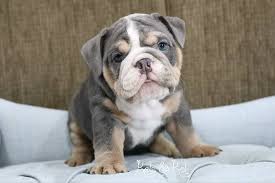 English bulldog dog breeders and dog breeds directory. Kelsey Kelly Webber On Instagram Kendrick Blue Tri Merle Spoken For English Bulldog Puppies Bulldog Puppies Bulldog