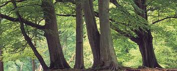 Vegetation management is a coordinated effort between different professionals within our teams: Vegetation And Wildlife Of The United Kingdom Blog In2english