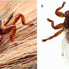 You've come to the right place! Pdf Deer Keds Diptera Hippoboscidae Lipoptena And Neolipoptena In The United States And Canada New State And County Records Pathogen Records And An Illustrated Key To Species
