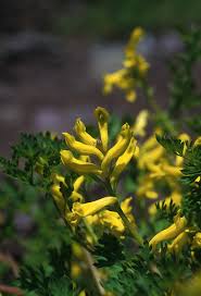 Image result for Corydalis