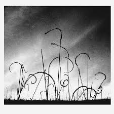 Image result for Ctenium concinnum