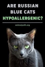 Basically, this means that the protein in the food has been broken down to such an extent that your cat's gastrointestinal system can't even identify what it used to be. Are Russian Blue Cats Hypoallergenic Russian Blue Cat Russian Blue Blue Cats