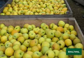 A properly stored goldrush apple will keep its crisp, firm texture and complex flavor for at least seven months. Goldrush Delisdor Coop 38 C O V