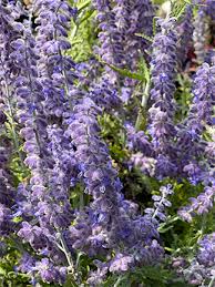 Image result for Perovskia atriplicifolia lacey blue lisslitt photo