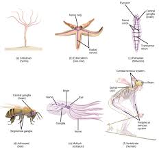 16 1 Neurons And Glial Cells Concepts Of Biology 1st