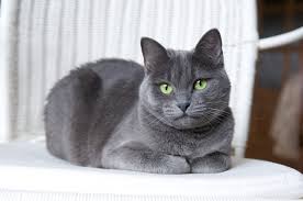 Russian blue cat information, pictures, facts and videos.refined, somewhat reserved cat, they can be shy with strangers, are fastidiously clean and like the tail should be straight and long with a thick base and fine taper. Russian Blue Zooplus Magazine