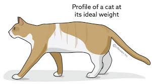 Be sure to check with your vet to see if this would be a good option for your cat. Creating A Weight Reduction Plan For Cats Vca Animal Hospital