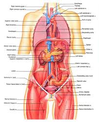 Its upper and lower surfaces are flattened and rough, and give attachment to the intervertebral fibrocartilages, and each presents a rim around its circumference. Intro To Anatomy 6 Tissues Membranes Organs Freethought Forum Body Organs Diagram Human Organ Diagram Human Body Diagram