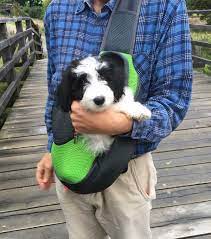Bordoodle Complete Guide To The Intelligent Border Collie Poodle Mix Border Collie Poodle Mix Collie Poodle Mix Dog Training