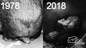 This woman rescued a tiny baby wombat after she lost her mom and helped her grow big and strong. Tiere Wombat Baby In Duisburger Zoo Geboren Panorama Sz De