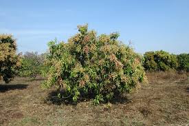Maybe you would like to learn more about one of these? Proven Tips For Growing Mango Trees In Hot Dry Climates Garden Of Luma