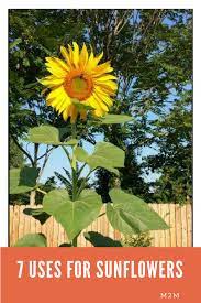 7 Uses For Sunflowers Mother 2 Mother Blog Sunflower Leaves Planting Sunflowers Dried Sunflowers