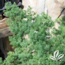 Image result for Asparagus macowanii