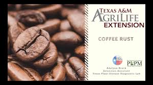 Whatwednesday What Is Coffee Rust Youtube
