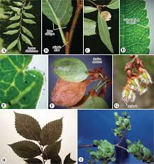 Image result for Elatostema welwitschii