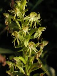 Image result for Hyparrhenia madaropoda