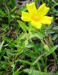 Image result for Onagraceae