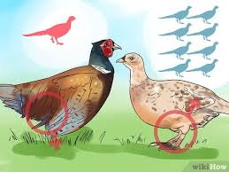 how to breed and incubate pheasants with pictures wikihow