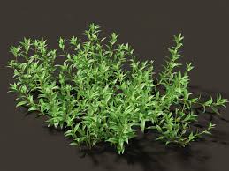 Image result for Pouzolzia