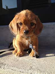 Hello I Am Sir Pup I Will Drink Your Toilet Water Fall Inside The Toilet And Whine For Help You Will Come To Save Me And I W Puppies Baby Dogs