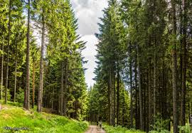 4983 Atravesando bosques de abetos subiendo al Cousimbert, cerca de  Friburgo, Suiza. por Fèlix González | Fotografía | Turismo de Observación