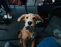 Conjonctivite Chez Le Chien Symptomes Et Traitement Naku