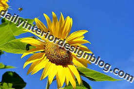 Chrysanthemum morifolium (bunga dalam ruangan karena dapat bertahan dalam kondisi lembab dan tanpa sinar matahari langsung. Apakah Bunga Matahari Beracun Tumbuh Tumbuhan Juni 2021