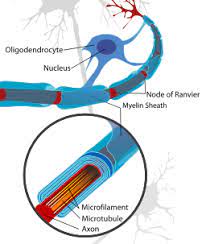 We did not find results for: Nerve Cells Neurons Structure Function Adaptations Microcopy