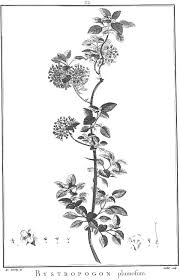 Image result for Prismatocarpus cordifolius