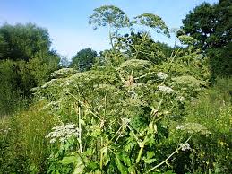 Image result for Heracleum