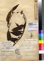 Image result for Crassocephalum montuosum