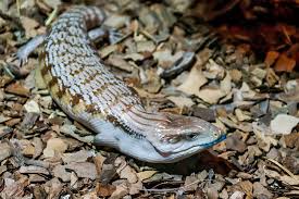 They make great reptile pets. Skinks Aquarium Adventure Chicago
