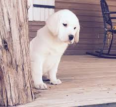 › lab puppies for sale texas houston tx. Lab Puppies For Sale In Texas Lab Breeder In Texas