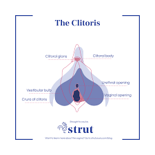 It is also the place where tampons (etc) may be inserted. Where Is The Clitoris The Anatomy Of Female Pleasure Strut Blog