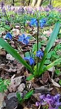 Image result for Scilla benguellensis