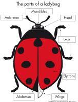 This collection of spring math activities go perfectly with the spring theme. Ladybugs Theme And Activities Educatall