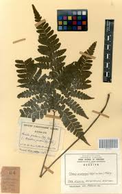 Image result for Triplophyllum protensum