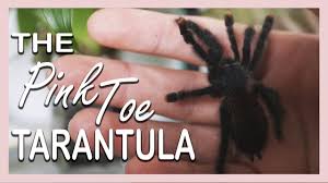 Check spelling or type a new query. Pink Toe Tarantula Avicularia Avicularia Ultimate Guide Thepetsavvy Com