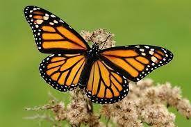 Pin By Danielito On La Mariposa Butterfly Inspiration Monarch Butterfly Butterfly Pictures
