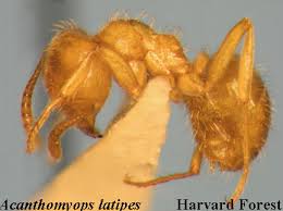 Image result for Anthericopsis