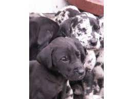 Pups are gorgeous, out of a litter of twelve. Great Dane Puppies In Massachusetts