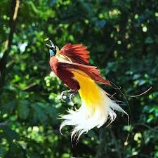 6 Burung Endemik Tercantik Yang Ada Di Pulau Jawa Pecinta Burung Harus Tahu Hobi Burung Burung Burung Cantik Piaraan