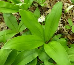 Image result for Neocussonia umbellifera